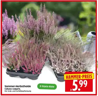 Herkules Baumarkt Sommer-Herbstheide Angebot