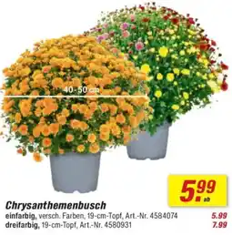 toom Baumarkt Chrysanthemenbusch Angebot