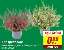 toom Baumarkt Knospenheide Angebot