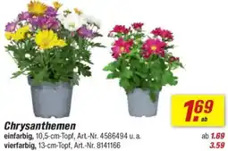 toom Baumarkt Chrysanthemen Angebot