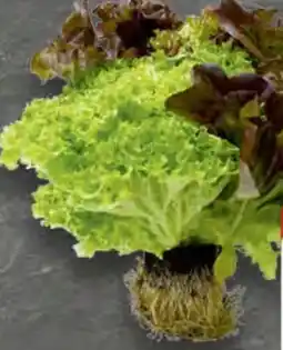Edeka Edeka Mein Land Multicolorsalat Angebot