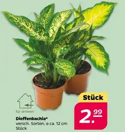 NETTO Dieffenbachia Angebot