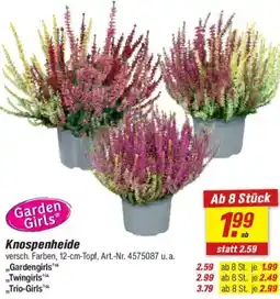 toom Baumarkt Garden Girls Knospenheide Angebot