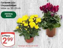 Globus Cyclamen oder Chrysanthemen Angebot