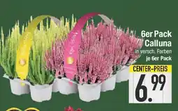 E-Center 6er Pack Calluna Angebot