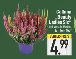 E-Center Calluna ,,Beauty Ladies Six" Angebot