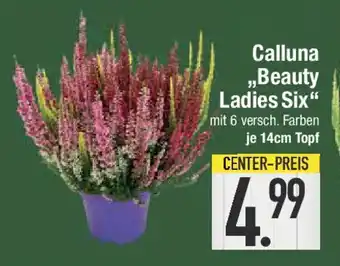 E-Center Calluna ,,Beauty Ladies Six" Angebot