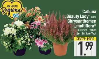 E-Center Calluna Regional „,Beauty Lady" oder Chrysanthemen ,,multiflora" Angebot