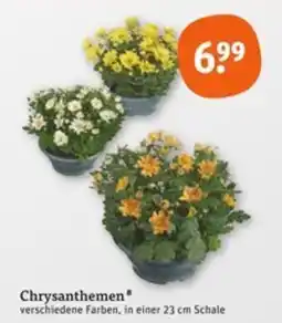 tegut Chrysanthemen Angebot