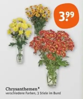 tegut Chrysanthemen Angebot