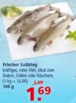Multi Markt Frischer Saibling Angebot