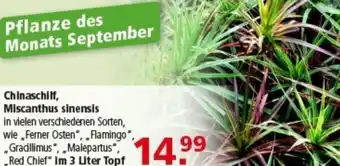 Multi Markt Chinaschilf, Miscanthus sinensis Angebot