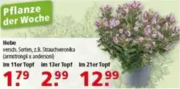 Multi Markt Hebe Angebot