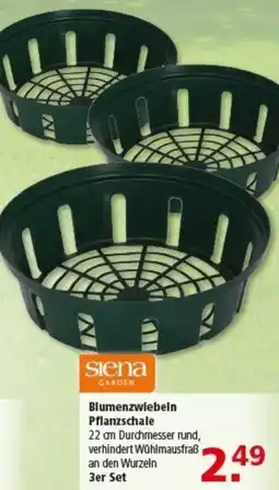 Multi Markt Siena Garden Blumenzwiebeln Pflanzschale Angebot