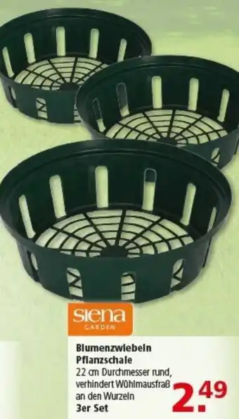 Multi Markt Siena Garden Blumenzwiebeln Pflanzschale Angebot