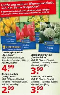 Multi Markt Darwin-Hybrid-Tulpe „Apeldoorn" Angebot