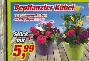 Posten Börse Bepflanzter Kübel Angebot