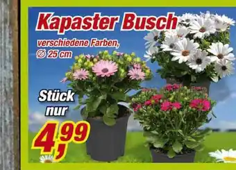 Posten Börse Kapaster Busch Angebot