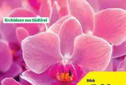Hagebau Schmetterlingsorchidee Phalaenopsis Angebot