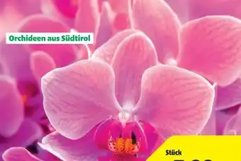 Hagebau Schmetterlingsorchidee Phalaenopsis Angebot