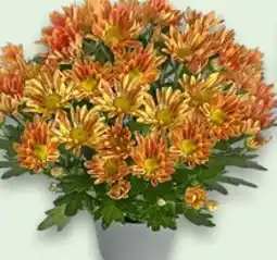 Kaufland Chrysanthemen Angebot