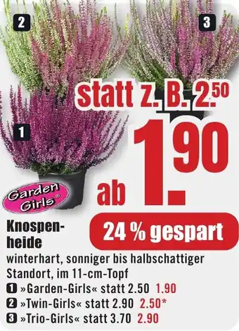 B1 Discount Baumarkt Garden Girls Knospenheide Angebot