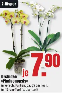 B1 Discount Baumarkt Orchidee Phalaenopsis Angebot