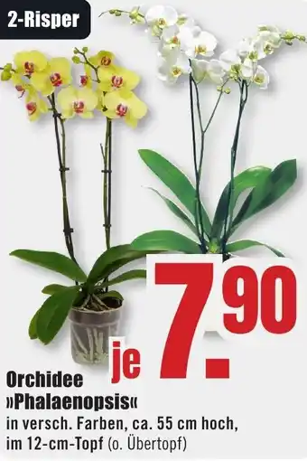 B1 Discount Baumarkt Orchidee Phalaenopsis Angebot