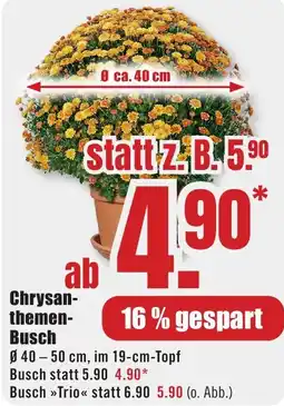 B1 Discount Baumarkt Chrysanthemen Busch Angebot