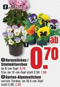 B1 Discount Baumarkt Hornveilchen/ Stiefmütterchen Angebot