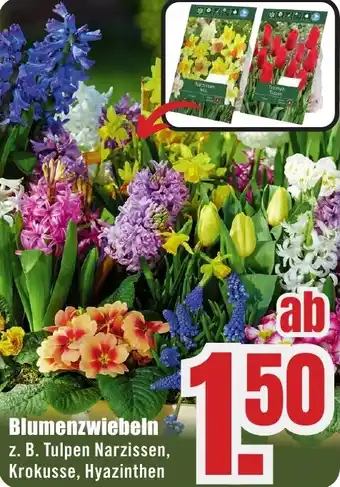 B1 Discount Baumarkt Blumenzwiebeln Angebot