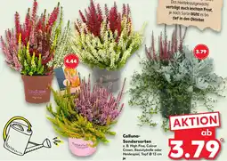 Kaufland Calluna Sondersorten Angebot