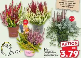 Kaufland Calluna Sondersorten Angebot