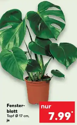 Kaufland Fensterblatt Angebot