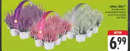 E-Center Calluna 'vibes' Angebot