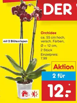 Netto Marken-Discount Orchidee Angebot