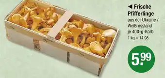 V Markt Frische pfifferlinge Angebot