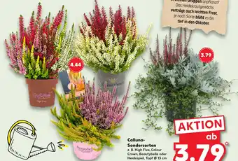 Kaufland High five calluna-sondersorten Angebot