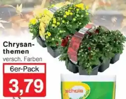 Jawoll Chrysanthemen Angebot