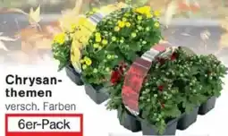 Jawoll Chrysanthemen Angebot