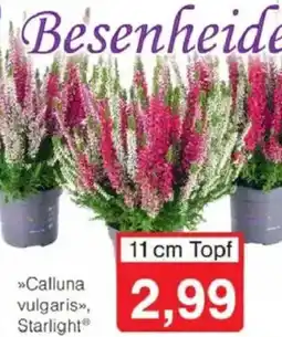 Jawoll Besenheide Angebot