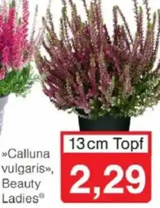 Jawoll Besenheide Angebot