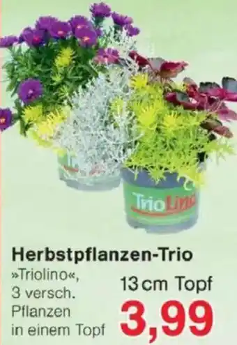 Jawoll Herbstpflanzen-Trio Angebot