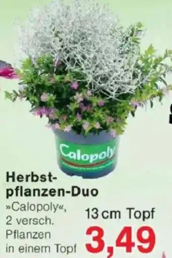 Jawoll Herbst- pflanzen-Duo Angebot