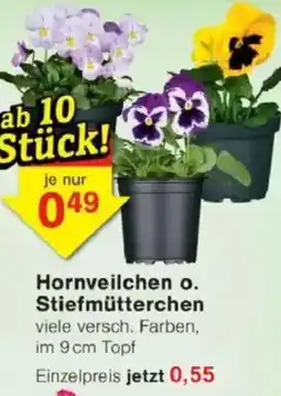 Jawoll Hornveilchen o. Stiefmütterchen Angebot