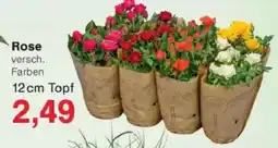 Jawoll Rose 12 cm Topf Angebot