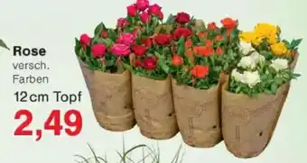 Jawoll Rose 12 cm Topf Angebot
