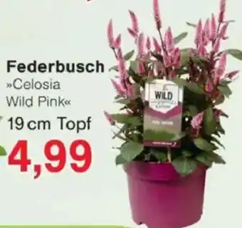 Jawoll Federbusch Celosia 19 cm Topf Angebot