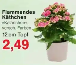 Jawoll Flammendes Käthchen 12 cm Topf Angebot