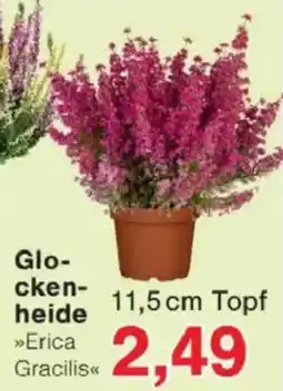 Jawoll Glo- cken- heide 11,5 cm Angebot